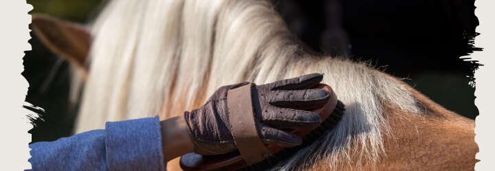 einstiegsbanner pferd pferdepflege haar derby einstiegsbanner pferd pferdepflege haar derby